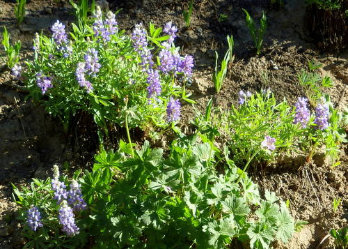 GDMBR: Blue Lupine, seemingly a good crop this year.
